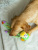Игрушка для собак Fancy Pets"Обезьяна" 40см Игрушка для собак Fancy Pets"Обезьяна" 40см