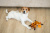 Игрушка для собак Fancy Pets "Белка" 38см