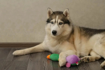 Игрушка для собак Fancy Pets"Утка" 31см