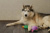 Игрушка для собак Fancy Pets"Утка" 31см Игрушка для собак Fancy Pets"Утка" 31см