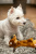 Игрушка для собак Fancy Pets "Белка" 38см