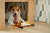 Игрушка для собак Fancy Pets "Белка" 38см