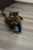 Игрушка для кошек Fancy Pets "Акула" 10см Игрушка для кошек Fancy Pets "Акула" 10см