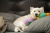 Игрушка для собак Fancy Pets"Утка" 31см Игрушка для собак Fancy Pets"Утка" 31см