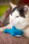 Игрушка для кошек Fancy Pets "Акула" 10см Игрушка для кошек Fancy Pets "Акула" 10см