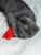 Игрушка для кошек Fancy Pets "Котик" 14,5см