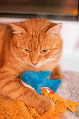 Игрушка для кошек Fancy Pets "Акула" 10см