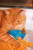Игрушка для кошек Fancy Pets "Акула" 10см Игрушка для кошек Fancy Pets "Акула" 10см
