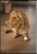 Игрушка для кошек Fancy Pets "Мышь" 7см Игрушка для кошек Fancy Pets "Мышь" 7см